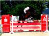 jumper Amica 120 (Hanoverian, 2005, from Ars Vivendi)