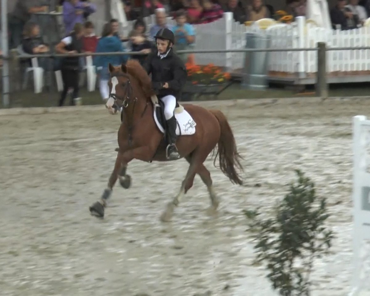 stallion Top Debino (German Riding Pony, 1995, from Durello)