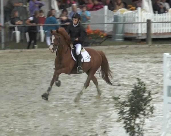 jumper Top Debino (German Riding Pony, 1995, from Durello)