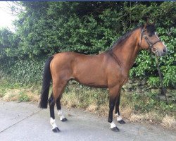 stallion Beckenbauer (German Riding Pony, 2001, from Black Boy)