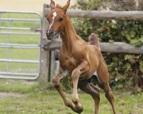 horse Paadaash ibn Nabeel (Arabian thoroughbred, 2020, from Nabeel al Khaled EAO)