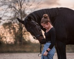 dressage horse Le grand Monsieur 3 (Westphalian, 2012, from Lafon)