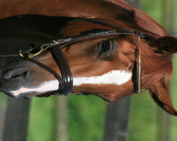 jumper Mourinjo 2 (German Riding Pony, 2008, from Mentos Junior 2)