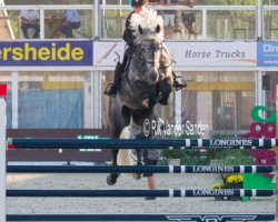 stallion Levisto Alpha Z (Zangersheide riding horse, 2009, from Leandro)