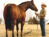 Deckhengst Diamonds Cross (Quarter Horse, 1977, von Mr Diamond Dude)