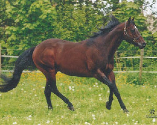 Deckhengst Leaguers Lil Chip (Quarter Horse, 1995, von Chips Hot Chocolate)