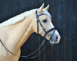 Springpferd Northern Dance Star (Deutsches Reitpony, 2014, von Nacromancer in the dark)