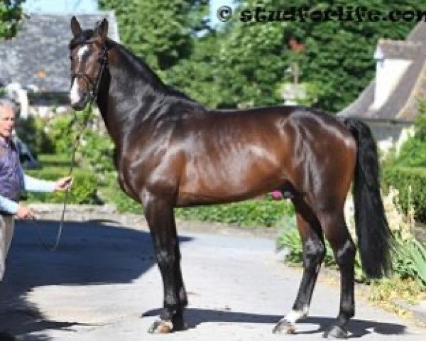 stallion Voyageur of Lulu (Selle Français, 2009, from Armitage)