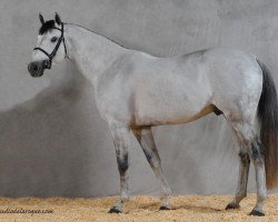 stallion Velsen Chuquerie (Selle Français, 2009, from Quick Star)