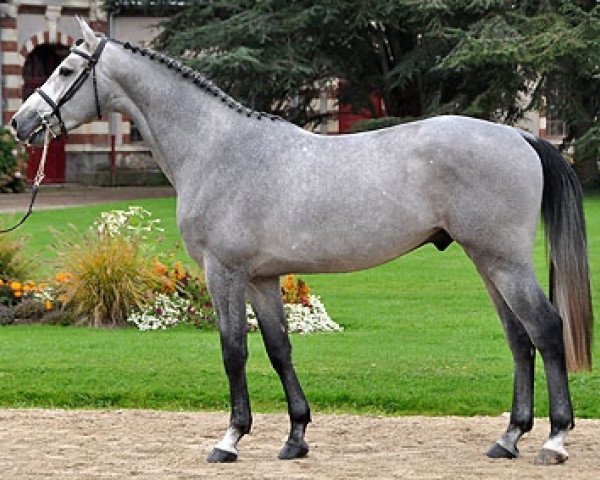 stallion Captain Semilly (Selle Français, 2012, from Nartago)