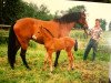 Pferd Bonni (Holsteiner, 1987, von Landgraf I)