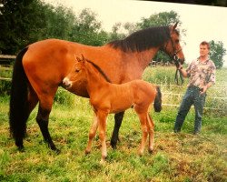 broodmare Bonni (Holsteiner, 1987, from Landgraf I)