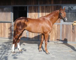 dressage horse Danaro (Oldenburg, 2009, from Danone 4)