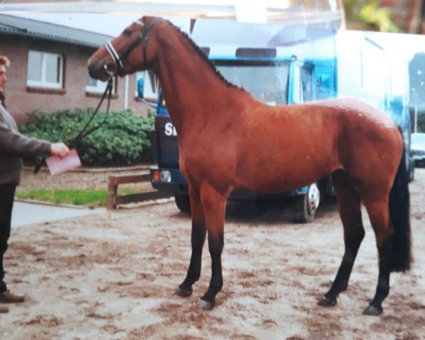 broodmare Memory (Holsteiner, 1997, from Caletto I)