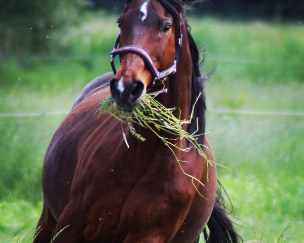 horse Sundancer 24 (Hanoverian, 1997, from Sunlight xx)