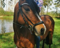 jumper Quedence B (German Riding Pony, 2013, from Quatman)