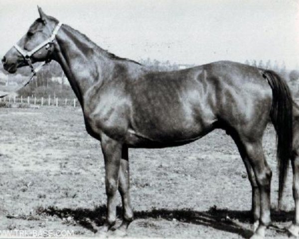 Zuchtstute Pichta (Russisch Trakehner, 1962, von Hrust)