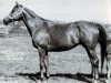 broodmare Pichta (Russian Trakehner, 1962, from Hrust)