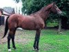 horse Sagar (Russian Trakehner,  , from Alarm 1324)