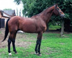 Pferd Sagar (Russisch Trakehner,  , von Alarm 1324)