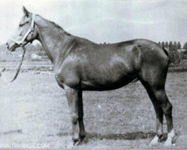 Zuchtstute Patetika (Russisch Trakehner, 1971, von Epigraf)