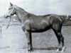 broodmare Patetika (Russian Trakehner, 1971, from Epigraf)