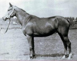 broodmare Patetika (Russian Trakehner, 1971, from Epigraf)