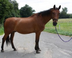 Pferd Avanti (Dänisches Warmblut, 1988, von Markus)