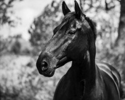 horse Salto de La Cour (Selle Français, 2006, from Caletto III)