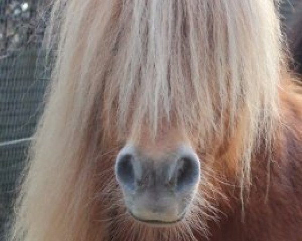 Zuchtstute Joy B (Shetland Pony (unter 87 cm), 2002, von Lathom Tiny Goldflake)