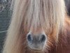 Zuchtstute Joy B (Shetland Pony (unter 87 cm), 2002, von Lathom Tiny Goldflake)