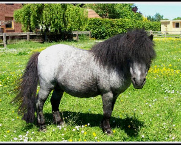 Deckhengst Helza Moody Blue (Shetland Pony (unter 87 cm), 1988, von Birling Silver Lining)