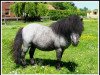 stallion Helza Moody Blue (Shetland pony (under 87 cm), 1988, from Birling Silver Lining)