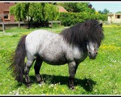 stallion Helza Moody Blue (Shetland pony (under 87 cm), 1988, from Birling Silver Lining)