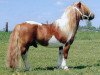 Deckhengst Jasper van 't Heidepark (Shetland Pony (unter 87 cm), 1994, von Dreadnought-Dynamic van de Beemster)
