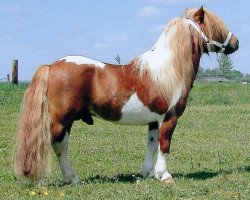 stallion Jasper van 't Heidepark (Shetland pony (under 87 cm), 1994, from Dreadnought-Dynamic van de Beemster)