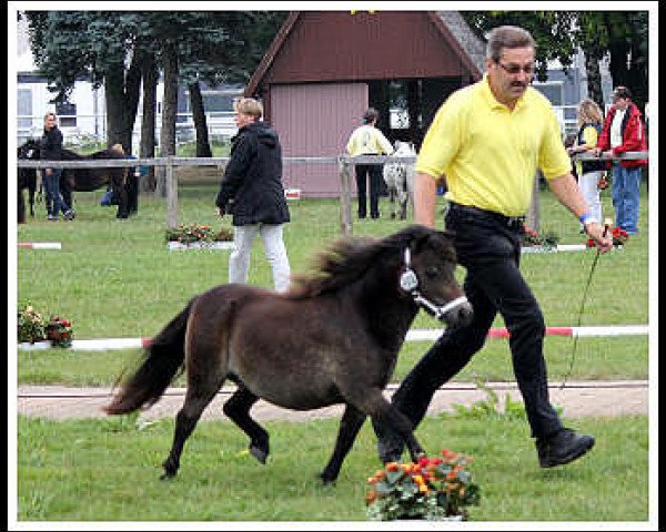 Zuchtstute Rapunzel von Weyhe (Shetland Pony (unter 87 cm), 2011, von Helza Moody Blue)