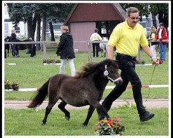 Zuchtstute Rapunzel von Weyhe (Shetland Pony (unter 87 cm), 2011, von Helza Moody Blue)