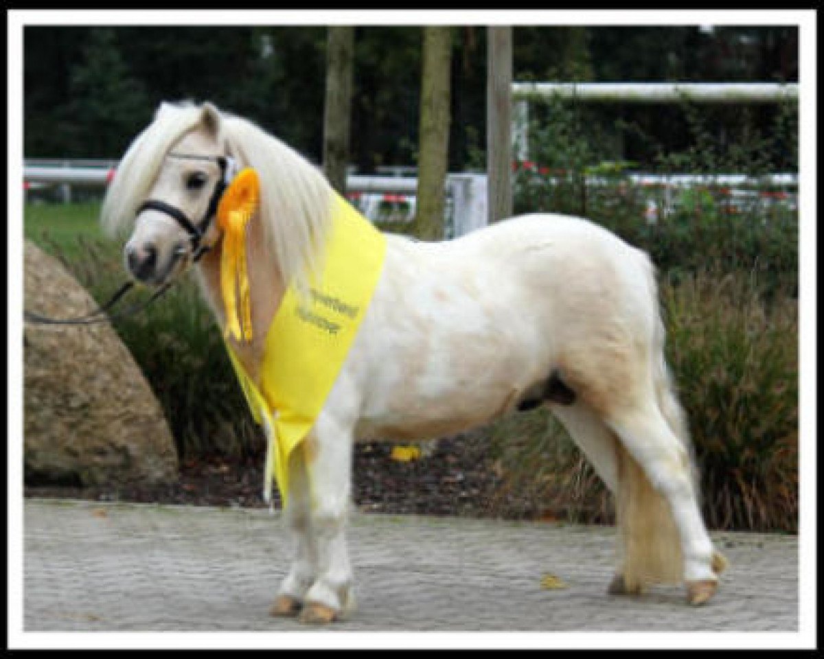 Deckhengst Polaris von Weyhe (Shetland Pony (unter 87 cm), 2013, von Birchwood Pocket Prince)