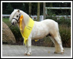 Deckhengst Polaris von Weyhe (Shetland Pony (unter 87 cm), 2013, von Birchwood Pocket Prince)