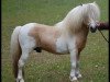 stallion Birchwood Pocket Prince (Shetland pony (under 87 cm), 1995, from Little Jo of Green Meadows)