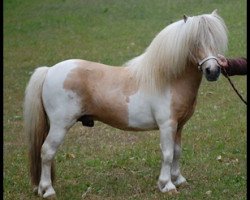 stallion Birchwood Pocket Prince (Shetland pony (under 87 cm), 1995, from Little Jo of Green Meadows)