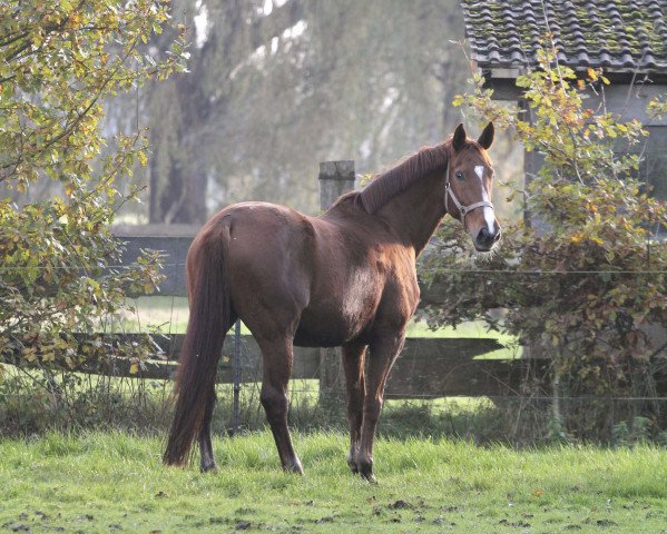 dressage horse Lucy (Westphalian, 2005, from Laudabilis)