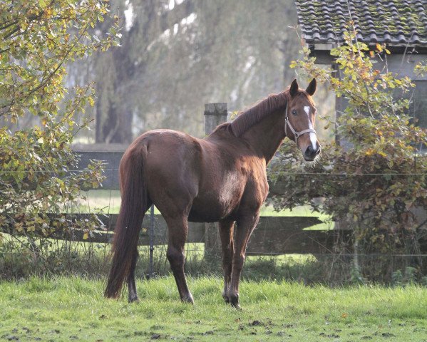 Dressurpferd Lucy (Westfale, 2005, von Laudabilis)