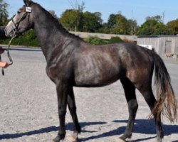 broodmare Coconut Semilly (Selle Français, 2012, from Winningmood van de Arenberg)