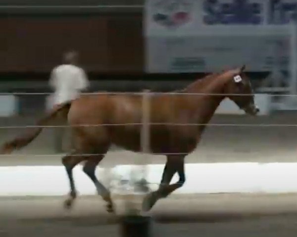 broodmare Soubrette du Hequet (Selle Français, 2006, from For Pleasure)