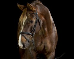 dressage horse Little Hill (Westphalian, 2011, from L'espoir)