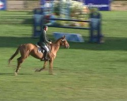 Springpferd Titania du Hequet (Selle Français, 2007, von Jus des Fontaines)