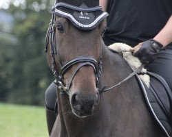 Springpferd Rocky db (Westfale, 2008, von Rock Forever NRW)