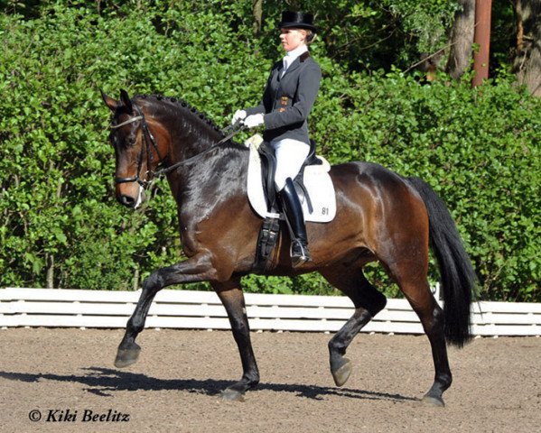 dressage horse Calimero M (Hanoverian, 2005, from Contendro I)